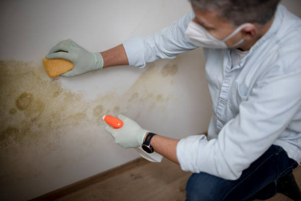 Best Commercial Mold Removal  in Doraville, GA